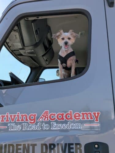 George the offical dog of CDL Driving academy Akron